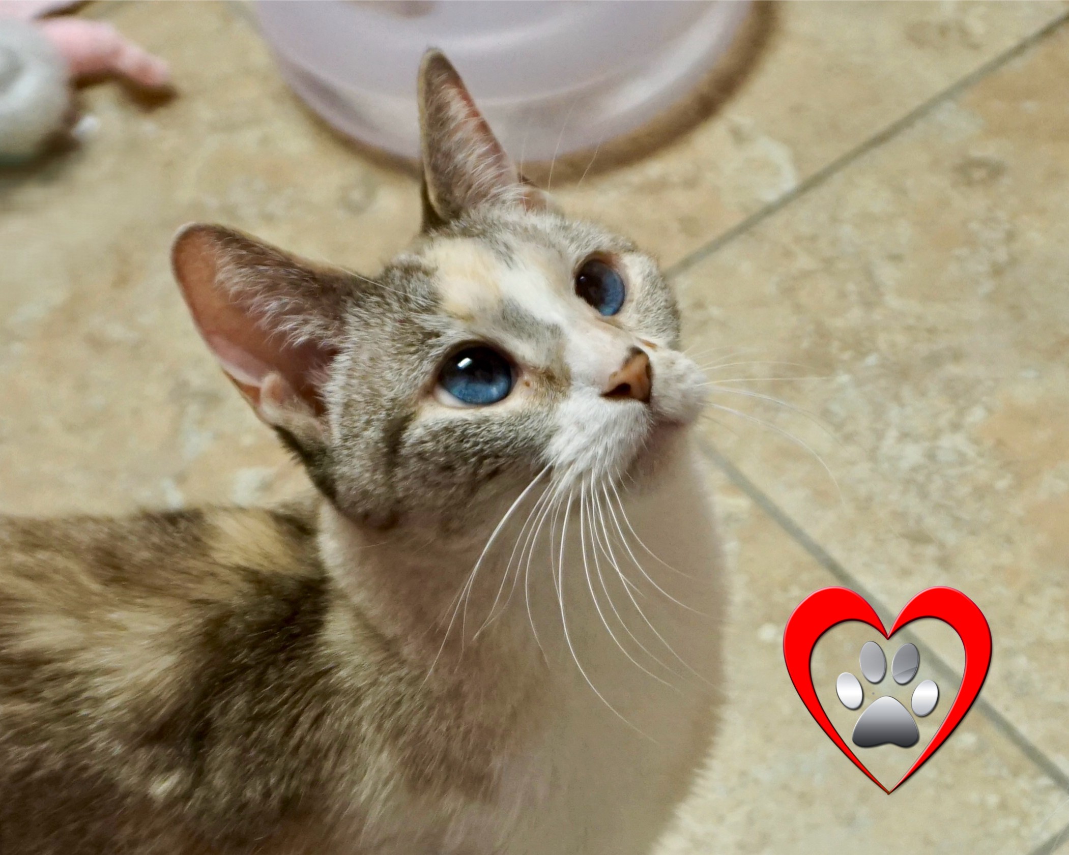 Mystie with Silver Whisker Logo -2